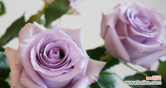 探寻紫色玫瑰背后的情感与象征 紫色玫瑰的花语与意义