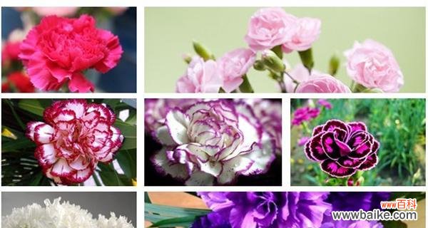 探索康乃馨花的丰富内涵 康乃馨花的寓意与象征