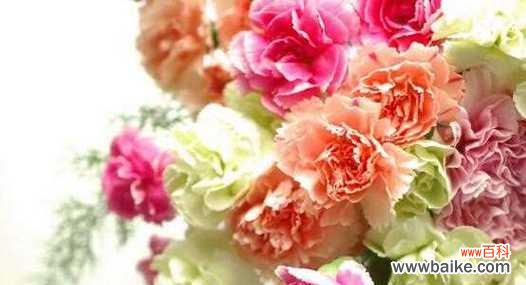 探索康乃馨花的丰富内涵 康乃馨花的寓意与象征