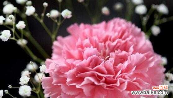 探索康乃馨花的丰富内涵 康乃馨花的寓意与象征