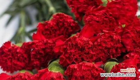 康乃馨花语的涵义及其代表的情感与寓意 康乃馨花语之美——花束中的温柔与爱意