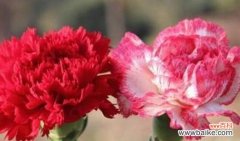 一朵康乃馨所传达的情感和含义 康乃馨花语与寓意