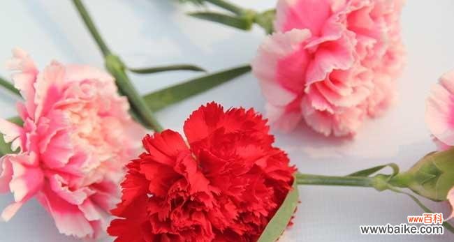 传递情感的鲜花 康乃馨花语——爱与感恩的象征