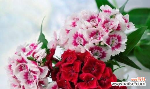 传递情感的鲜花 康乃馨花语——爱与感恩的象征