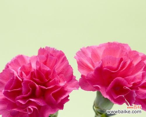 用康乃馨表达感谢与祝福 康乃馨花语传递爱与感恩的美好