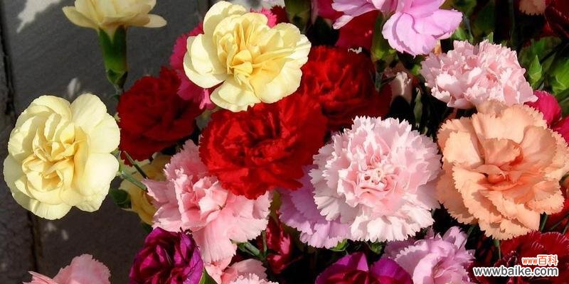 用康乃馨表达感谢与祝福 康乃馨花语传递爱与感恩的美好