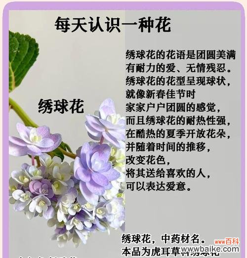 花束绣球手捧花代表什么？它的寓意是什么？