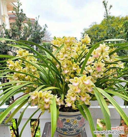 手捧花与兰花搭配的寓意是什么？