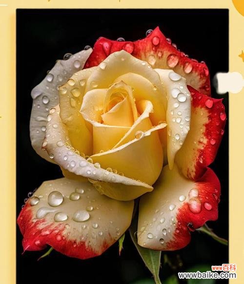 一花两色的花语是什么？一花两色的寓意有哪些？