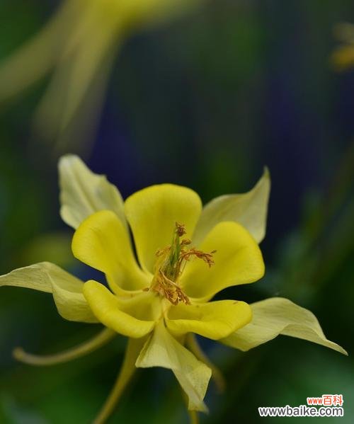 一花两色的花语是什么？一花两色的寓意有哪些？