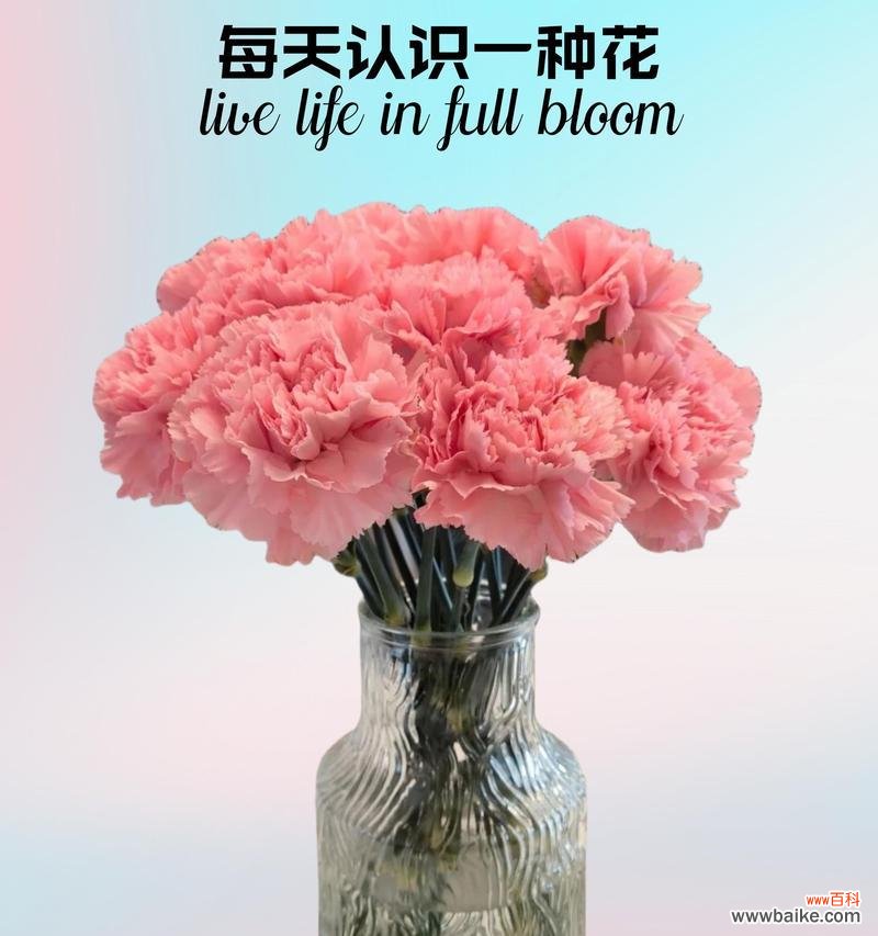一花两色的花语是什么？一花两色的寓意有哪些？