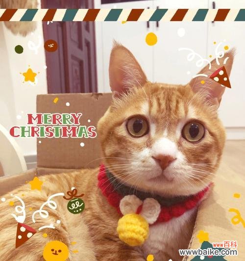 哪种花象征猫咪平安？猫咪平安花有哪些？