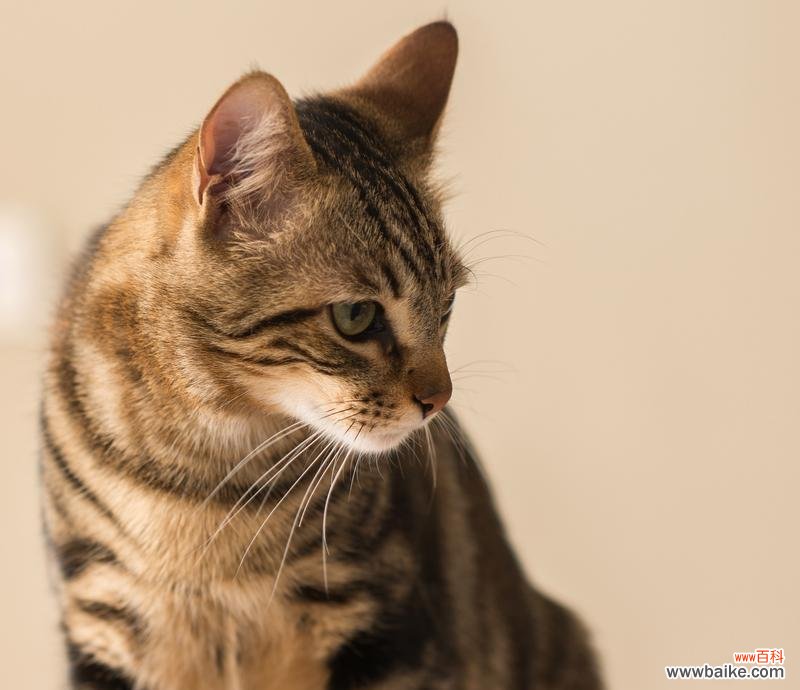 哪种花象征猫咪平安？猫咪平安花有哪些？