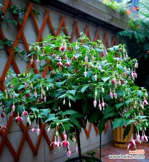 春节期间有哪些寓意吉祥的花?