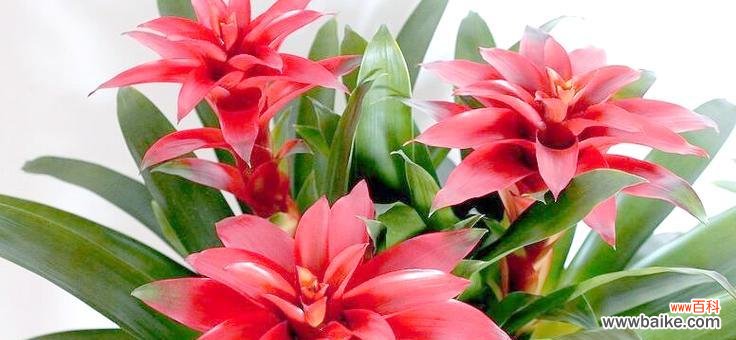 春节期间有哪些寓意吉祥的花?