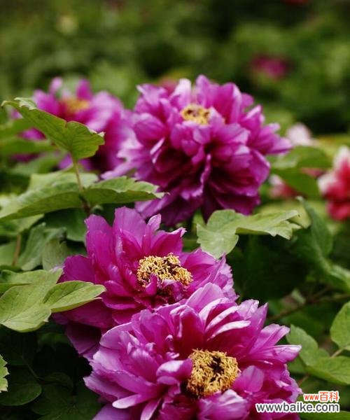 杯花中哪些象征富贵荣华?