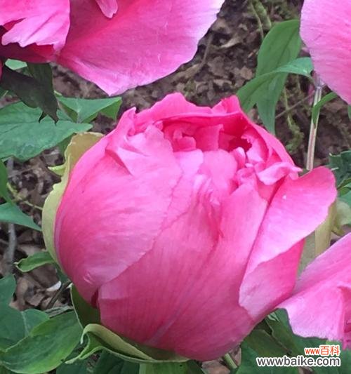 杯花中哪些象征富贵荣华?