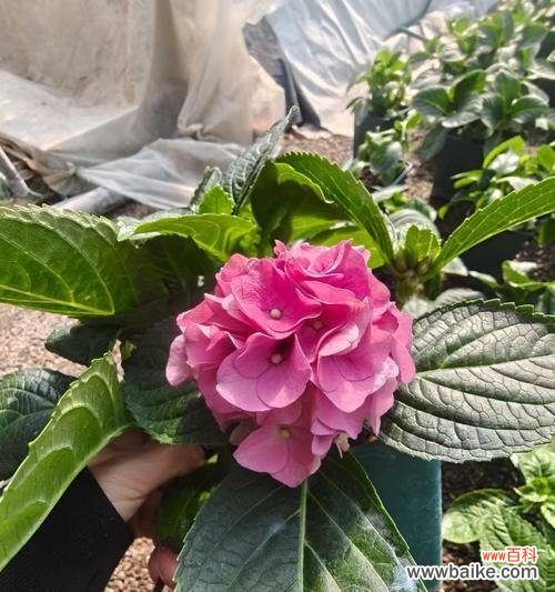 绣球花各色的含义是什么?绣球花的含义是什么?