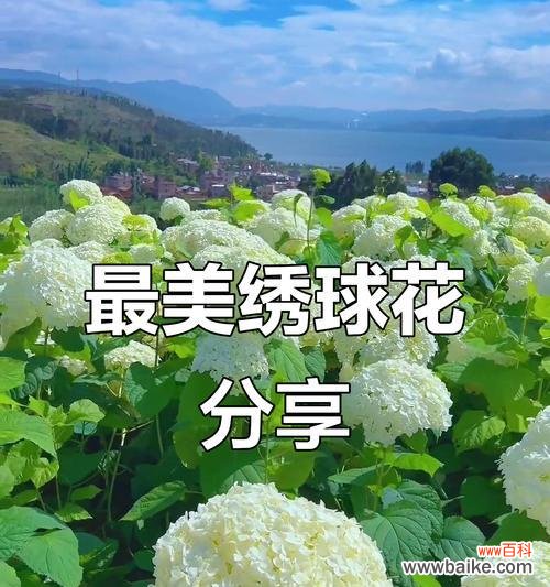 绣球花各色的含义是什么?绣球花的含义是什么?