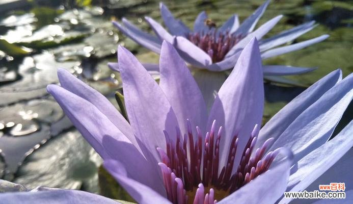 紫色花海中的奇迹 紫色睡莲的花语-寄托和梦幻