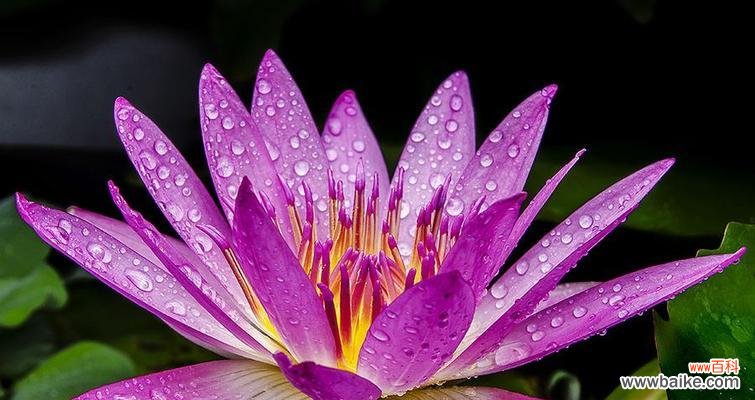 紫色花海中的奇迹 紫色睡莲的花语-寄托和梦幻