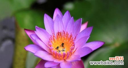 紫色花海中的奇迹 紫色睡莲的花语-寄托和梦幻