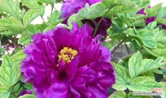 探寻紫色牡丹花的神秘魅力 紫色牡丹花的寓意和象征