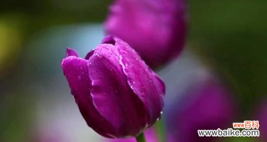 深情不变，永恒的祝福 紫色郁金香花语-寓意与传承