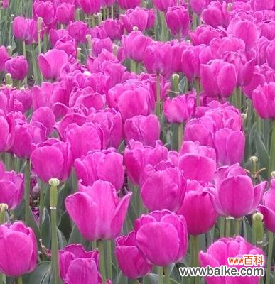 深情不变，永恒的祝福 紫色郁金香花语-寓意与传承