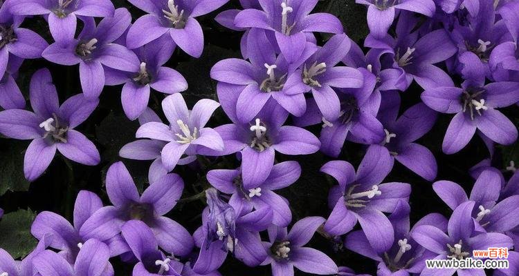 探寻紫色玉兰花的隐含之美 紫色玉兰花的意义与象征