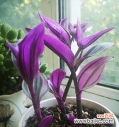 了解紫色紫罗兰的神秘花语，发现内心的平静和自由 紫色紫罗兰的花语及其寓意