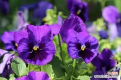 解读紫罗兰花的隐藏意义 紫罗兰花语的深刻内涵