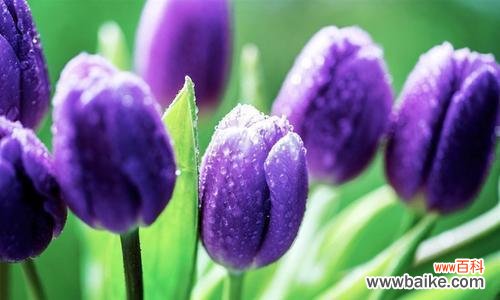 解析紫色郁金香的花语及其魅力所在 紫色郁金香的花语——深情与神秘的象征