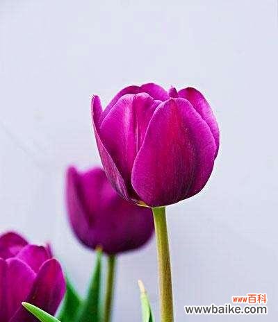 解析紫色郁金香的花语及其魅力所在 紫色郁金香的花语——深情与神秘的象征