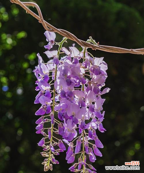 探寻紫藤花的花语之谜及其神秘传说 紫藤花