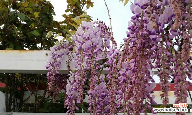 探寻紫藤花的花语之谜及其神秘传说 紫藤花