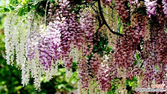 探寻紫藤花所传递的情感与寓意 紫藤花花语的深意