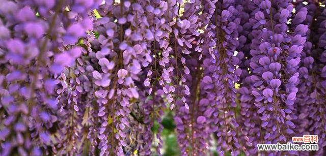 探寻紫藤花所传递的情感与寓意 紫藤花花语的深意