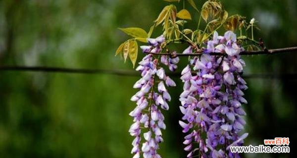 探寻紫藤花花语的深刻内涵 紫藤花的花语之美丽与希望
