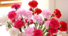 探寻康乃馨的美丽和深远意义 康乃馨的意义与象征