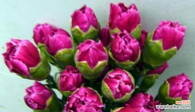 花语诠释康乃馨所传递的爱与坚强之美 康乃馨的象征品质