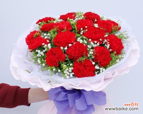 花语诠释康乃馨所传递的爱与坚强之美 康乃馨的象征品质