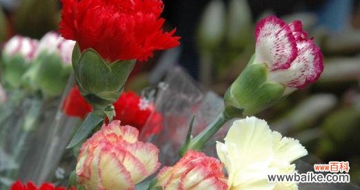 花海中的倾诉情感 康乃馨