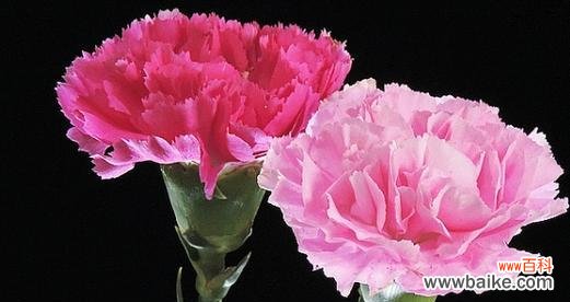 花海中的倾诉情感 康乃馨