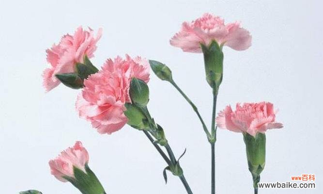 花海中的倾诉情感 康乃馨