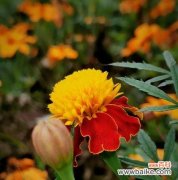 探索孔雀花的秘密 孔雀花的花语及寓意