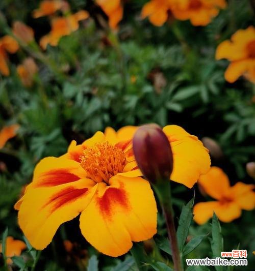 探索孔雀花的秘密 孔雀花的花语及寓意