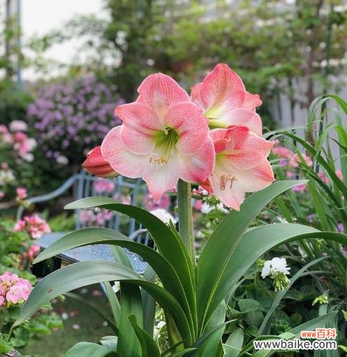 探索孔雀花的秘密 孔雀花的花语及寓意