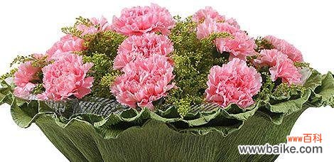 独特的美丽 康乃馨的象征意义及其深刻内涵