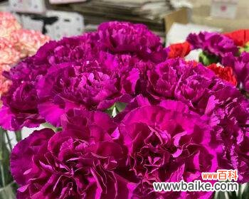 探索康乃馨颜色的美与内涵 康乃馨颜色的象征意义